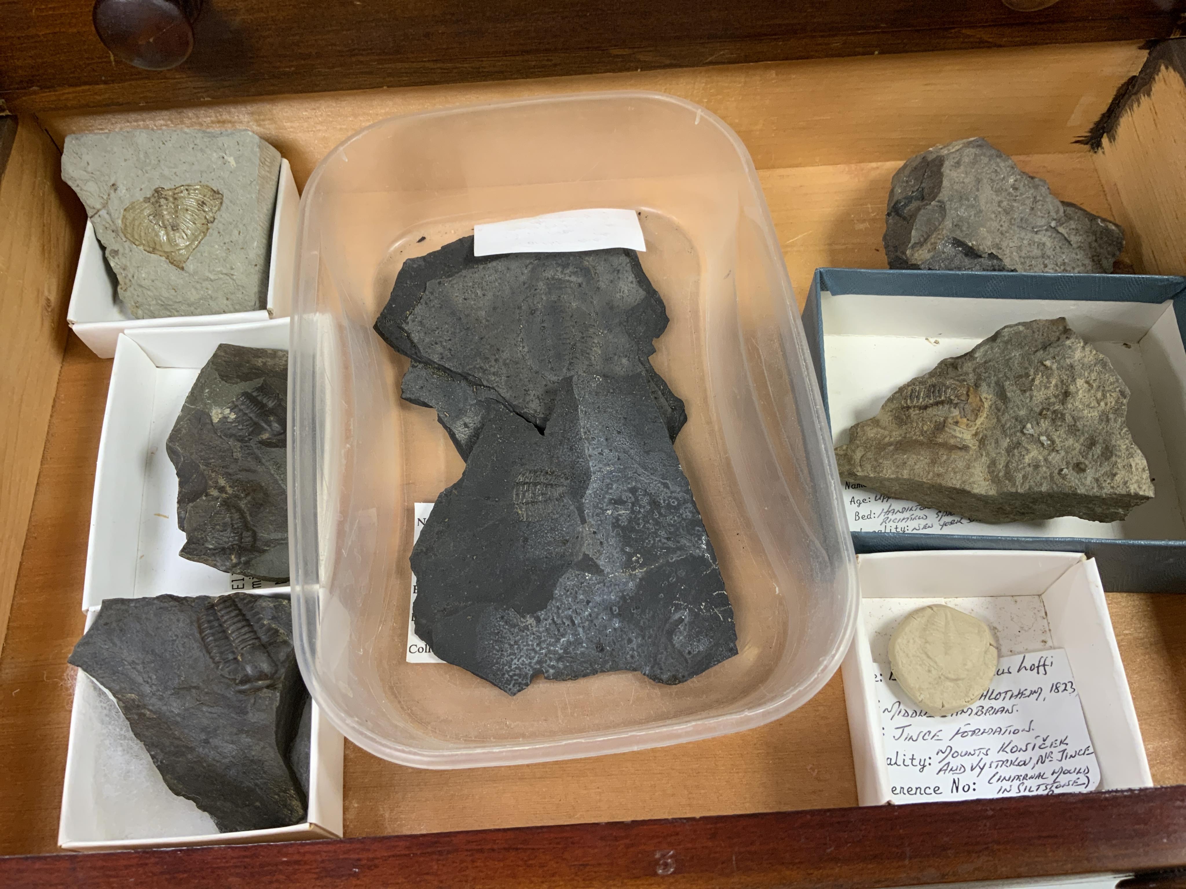 Fossil Trilobite interest; an early twentieth century six drawer pine collector’s cabinet of fossils, mainly Trilobite specimens on matrix (approx 35), etc. many specimens with labels, 47cm high, 38cm wide, 28cm deep